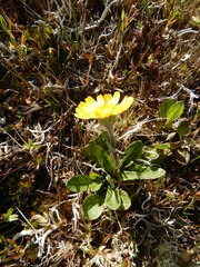 Tephroseris integrifolia atropurpurea