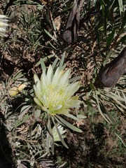 Protea repens
