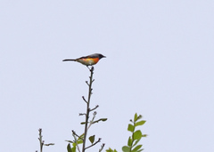 Pericrocotus cinnamomeus