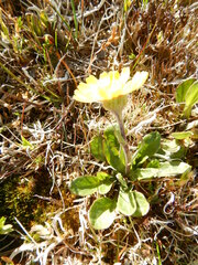 Tephroseris integrifolia atropurpurea