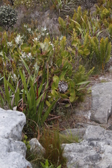 Protea speciosa