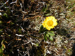 Tephroseris integrifolia atropurpurea