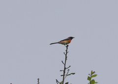 Pericrocotus cinnamomeus