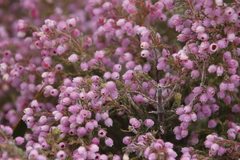 Erica hirtiflora