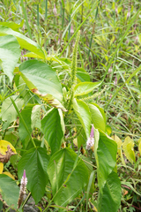 Acalypha angatensis