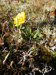 Tephroseris integrifolia atropurpurea