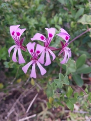 Pelargonium peltatum