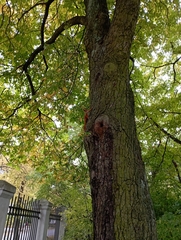 Sciurus vulgaris