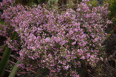 Erica hirtiflora