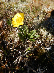 Tephroseris integrifolia atropurpurea