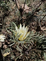 Protea repens