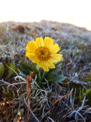 Tephroseris integrifolia atropurpurea