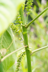Acalypha angatensis