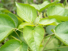 Acalypha angatensis