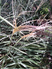 Poaceae