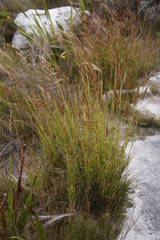 Pseudopentameris macrantha