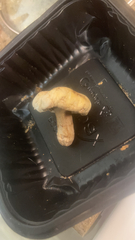 Agaricus bisporus