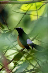 Copsychus stricklandii stricklandii