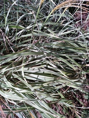 Poaceae