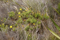 Euryops abrotanifolius