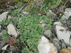 Potentilla acaulis