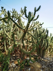 Austrocylindropuntia