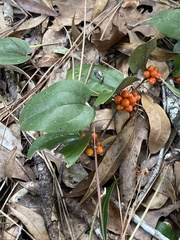 Smilax pumila
