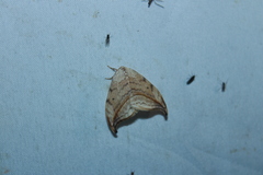 Drepana arcuata