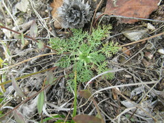 Kitagawia baicalensis