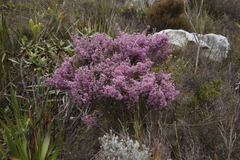 Erica hirtiflora