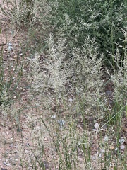 Eragrostis lehmanniana