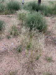 Eragrostis lehmanniana