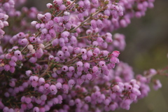 Erica hirtiflora