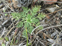 Kitagawia baicalensis