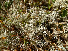 Cladonia rangiferina