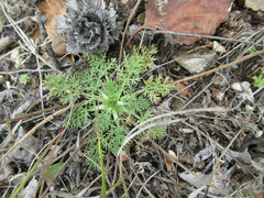 Kitagawia baicalensis