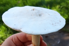 Clitopilus