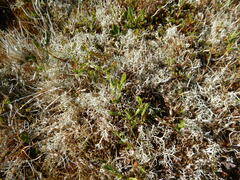 Cladonia rangiferina
