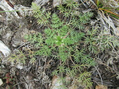 Kitagawia baicalensis