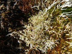 Cladonia rangiferina