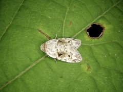 Aemene obscura