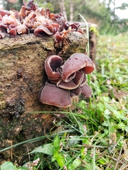 Auricularia