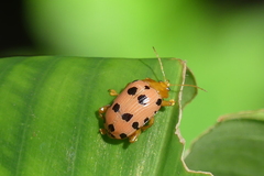 Podontia quatuordecimpunctata
