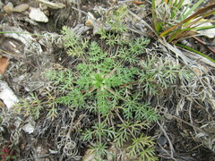 Kitagawia baicalensis