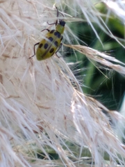 Diabrotica undecimpunctata