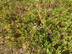 Arctostaphylos nevadensis