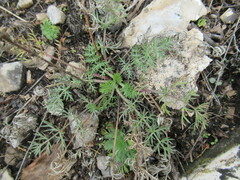 Kitagawia baicalensis