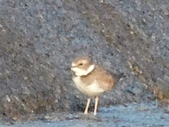 Charadrius placidus