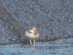 Charadrius placidus