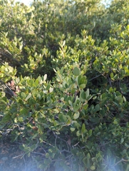 Quercus vacciniifolia